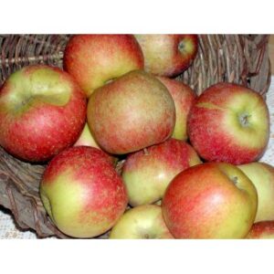 Køb Æble 'Aroma' 4-8 grene. 3-4 års. Potte 37