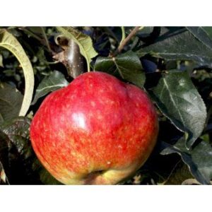 Køb Æble 'Katinka' 4-8 grene. 120-160 cm. Potte