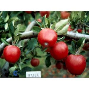 Køb Æble 'Katja Balsgård' 4-8 grene