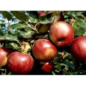 Køb Æble 'Lobo' 4-8 grene. 3-4 års. Potte 37