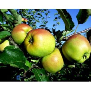Køb Æble 'Mutsu' 4-8 grene. 3-4 års. Potte 37