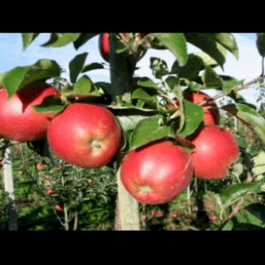 Køb Æble 'Rød Belle Boskoop' 4-8 grene. 3-4 års. Potte 37