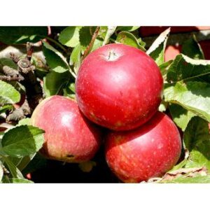 Køb Æble 'Rød Ingrid Marie' 4-8 grene. 120-160 cm. Potte