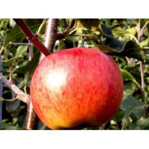 Køb Æble 'Rubinola' 4-8 grene. 3-4 års. Potte 37