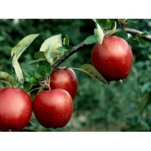 Køb Æble 'Summerred' 4-8 grene. 120-160 cm. Potte