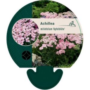 Køb Almindelig Røllike 'Apfelblüte' online billigt tilbud rabat have