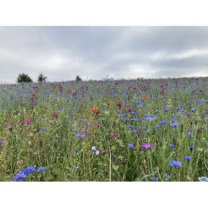 Køb Dansk blomsterblanding til fed jord 45-50 m2 online billigt tilbud rabat have