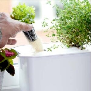 Køb Harvy til hydroponisk dyrkning Startpakke med 3 plantehuller online billigt tilbud rabat have