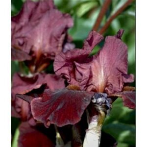 Køb Iris 'Red Orchid' online billigt tilbud rabat have