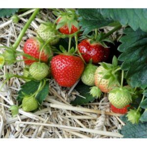 Køb Jordbær 'Rumba' 11 cm. potte online billigt tilbud rabat have
