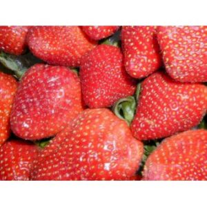 Køb Jordbær 'Sonata' 11 cm. potte online billigt tilbud rabat have