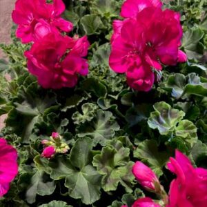 Køb Pelargonie 'Pink' 11 cm. potte online billigt tilbud rabat have