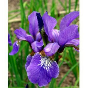 Køb Sibirisk Iris 'Heavenly Blue' online billigt tilbud rabat have