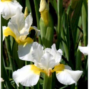 Køb Sibirisk Iris 'Snow Queen' online billigt tilbud rabat have