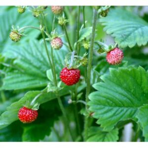 Køb Skovjordbær / Immerbær 10 cm. potte online billigt tilbud rabat have