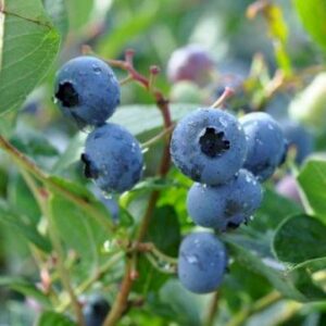 Køb Storfrugtet blåbær 'Bluegold' Potte 2