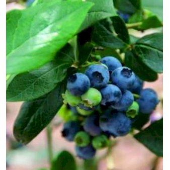 Køb Storfrugtet blåbær 'Denise Blue' Potte 2