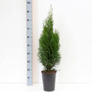 Køb Almindelig Thuja 'Smaragd' online billigt tilbud rabat have