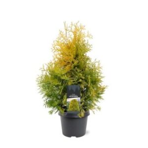 Køb Almindelig Thuja 'Yellow Ribbon' online billigt tilbud rabat have