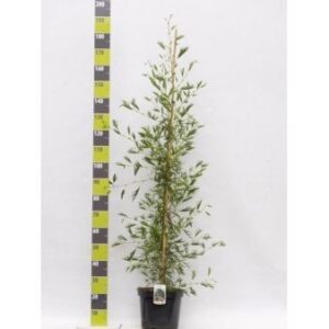 Køb Alnus glutinosa 'Imperialis' Potte 12 liter