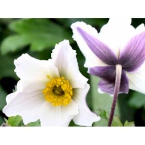 Køb Anemone 'Elfin Swan' online billigt tilbud rabat have