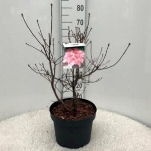 Køb Azalea 'Berryrose' online billigt tilbud rabat have