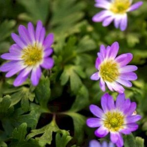 Køb Balkan-Anemone 'Charmer' online billigt tilbud rabat have