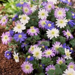 Køb Balkan-anemone Mix XXL online billigt tilbud rabat have