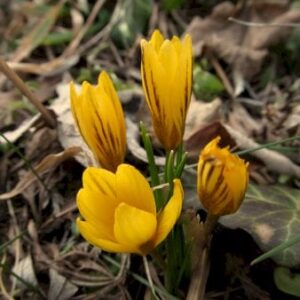 Køb Botaniske Krokus 'Fuscotinctus' online billigt tilbud rabat have