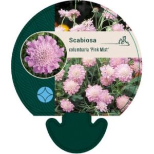 Køb Due Scabiose 'Pink Mist' online billigt tilbud rabat have