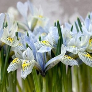 Køb Dværg-Iris 'Katharine Hodgkin' online billigt tilbud rabat have