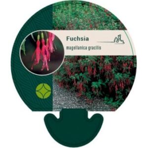 Køb Fuchsia Magellanica Var. Gracilis online billigt tilbud rabat have