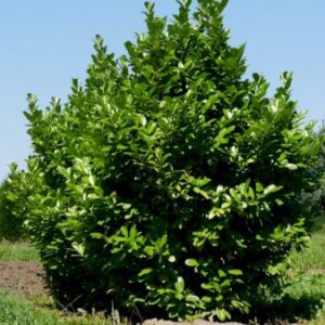 Køb Hæk-Kirsebærlaurbær 'Rotundifolia' online billigt tilbud rabat have