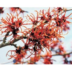 Køb Hamamelis Intermedia 'Jelena' online billigt tilbud rabat have