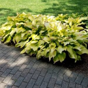 Køb Hosta 'Coast to Coast' online billigt tilbud rabat have