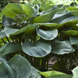 Køb Hosta 'Empress Wu'Â® online billigt tilbud rabat have