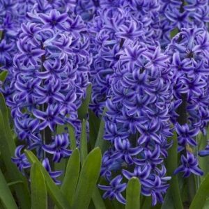 Køb Hyacinth 'Blue Jacket' online billigt tilbud rabat have