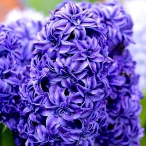 Køb Hyacinth 'Double Blue' online billigt tilbud rabat have