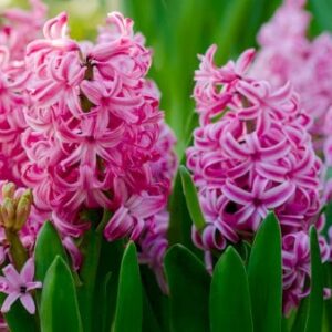 Køb Hyacinth 'Pink Pearl' online billigt tilbud rabat have