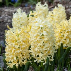 Køb Hyacinth 'Yellowstone' online billigt tilbud rabat have