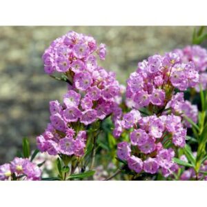 Køb Kalmia Polifolia online billigt tilbud rabat have