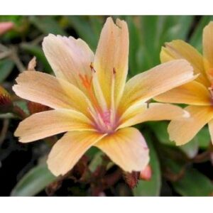 Køb Lewisia 'Little Peach' online billigt tilbud rabat have