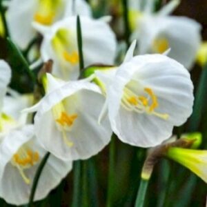 Køb Miniature Narcis 'White Petticoat' online billigt tilbud rabat have