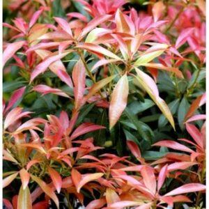 Køb Pieris japonica 'Forest Flame' online billigt tilbud rabat have