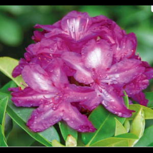 Køb Rhododendron 'Blue Print' online billigt tilbud rabat have