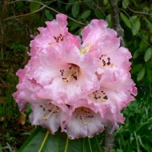 Køb Rhododendron 'Silver Copper' online billigt tilbud rabat have