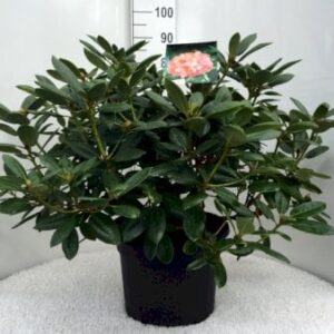 Køb Rhododendron 'Virginia Richards' online billigt tilbud rabat have