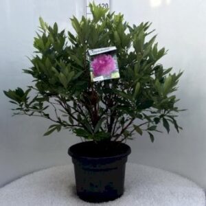 Køb Rhododendron ponticum Potte 20 liter