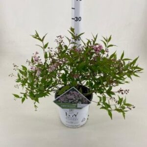 Køb Stjernetop 'Yuki Cherry Blossom'Â® PW Potte 3