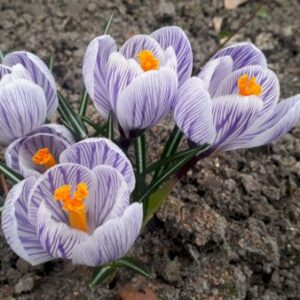 Køb Storblomstrende Krokus 'Pickwick' online billigt tilbud rabat have